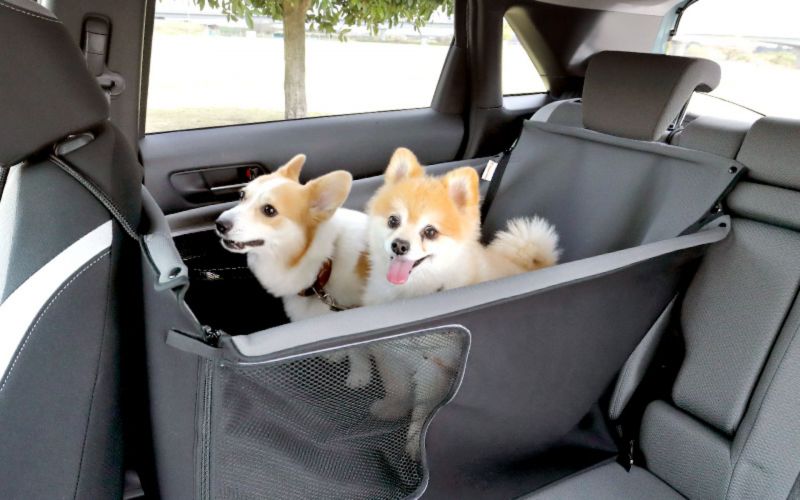honda-dog-5 honda-dog-5